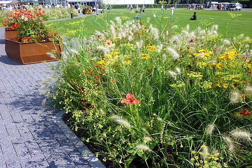 prachtige wilde bloemen op de Floriade