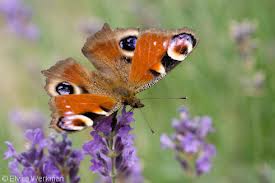 vlinders, voor artikel van Rita Koolstra (beeldend kunstenaar hedendaagse kunst) over René Daniëls