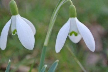 Sneeuwklokjes door Arjan van 't Hof