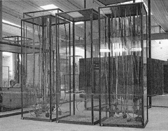 Amsel Kiefer, zonnebloemen van Vincent van Gogh