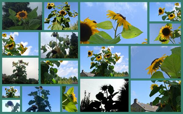 Verzameling zonnebloemen van mei tot november, Rita Koolstra, 2013