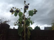 Uitgebloeide zonnebloem voor een 'Amsel Kiefer' collage 1